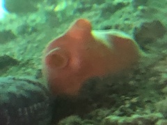 Cnemidocarpa finmarkiensis