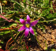 Romulea bulbocodium