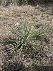 Yucca angustissima
