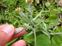 Helichrysum luteoalbum image