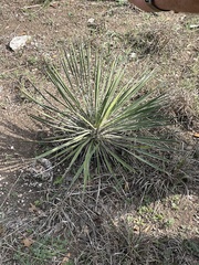 Yucca constricta