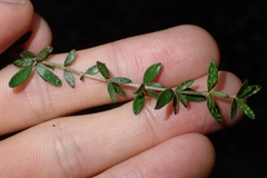Coprosma obconica