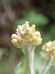 Helichrysum luteoalbum image