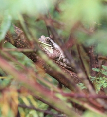Trachycephalus typhonius