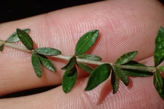 Coprosma obconica