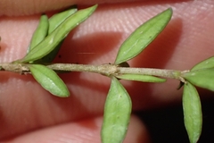 Coprosma obconica