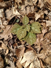 Pachysandra procumbens