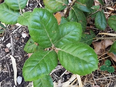 Quercus alnifolia