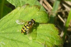 Eupeodes latifasciatus