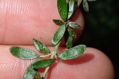 Coprosma obconica