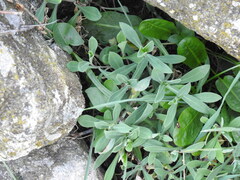 Silene vulgaris
