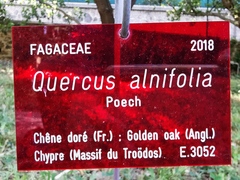 Quercus alnifolia