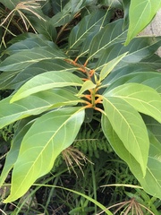 Citharexylum spinosum