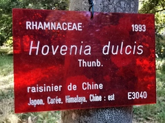 Hovenia dulcis