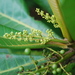Campnosperma brevipetiolatum - Photo (c) Kenneth R. Wood (NTBG),  זכויות יוצרים חלקיות (CC BY-NC), הועלה על ידי Kenneth R. Wood (NTBG)