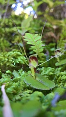 Corybas rivularis