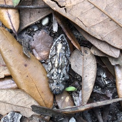 Chalcophora georgiana