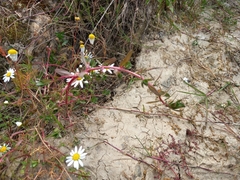 Lythrum hyssopifolia