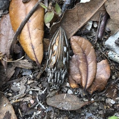 Chalcophora georgiana