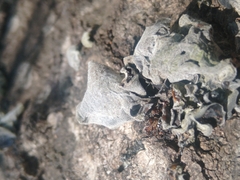 Auricularia nigricans