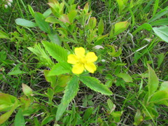 Potentilla simplex