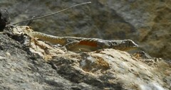 Sceloporus