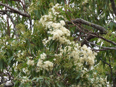 Eucalypteae