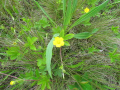 Potentilla simplex