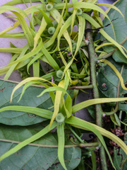 Cananga odorata