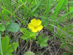 Potentilla simplex