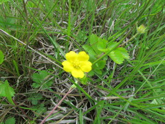 Potentilla simplex