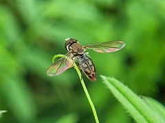 Toxomerus marginatus