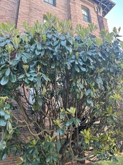 Photinia