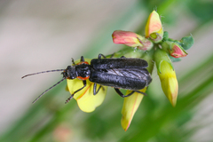Cantharis obscura