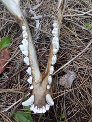 Canis aureus syriacus