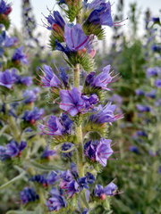 Echium vulgare