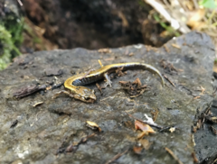 Plethodon dunni