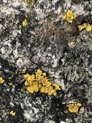 Xanthomendoza