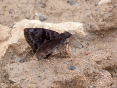 Ebrietas