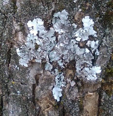 Parmelina