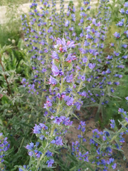 Echium vulgare