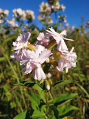 Saponaria officinalis