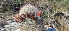 Mammillaria dioica dioica