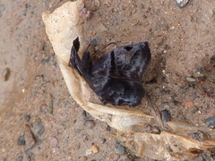 Helias phalaenoides