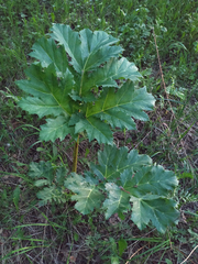 Heracleum sosnowskyi