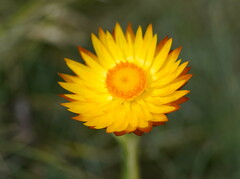 Xerochrysum subundulatum