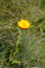 Xerochrysum subundulatum