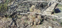 Mammillaria dioica dioica