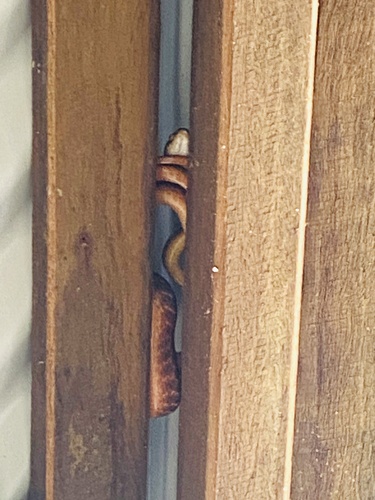 Brown Tree Snake sighting