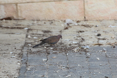 Streptopelia senegalensis